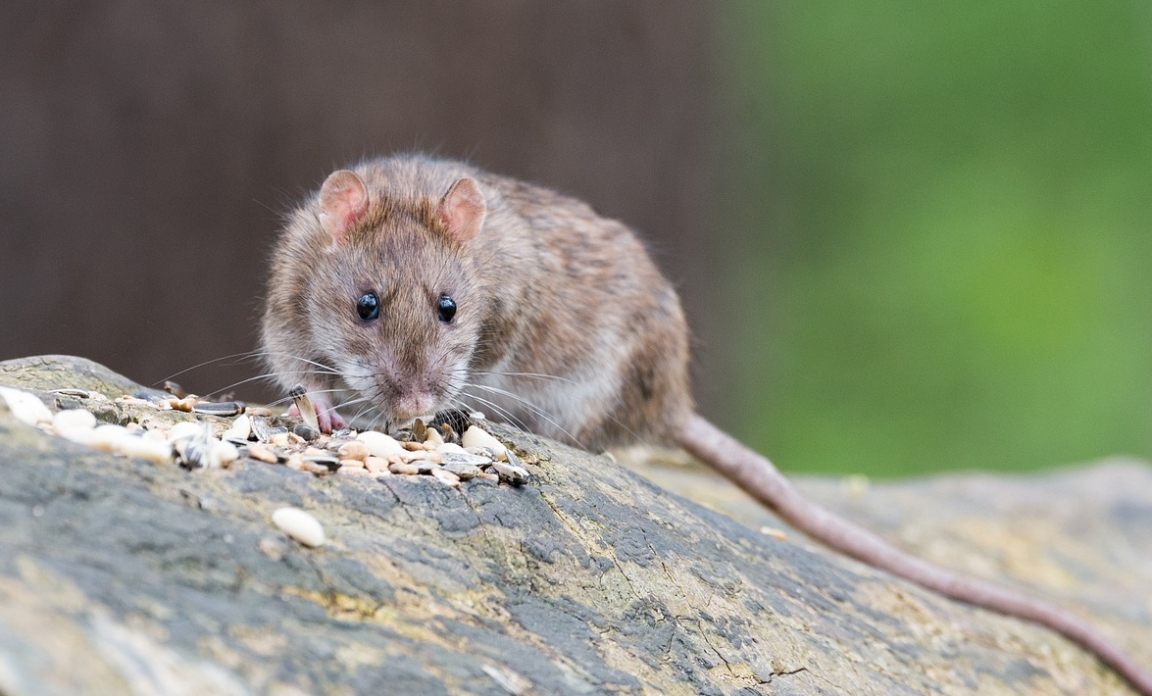 Natężenie populacji szczurów we Wrocławiu i ich wpływ na pojazdy
