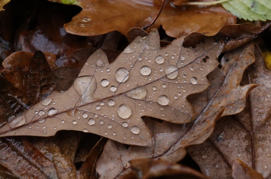 Koniec złotej jesieni: IMGW przewiduje deszczową pogodę od 25 października