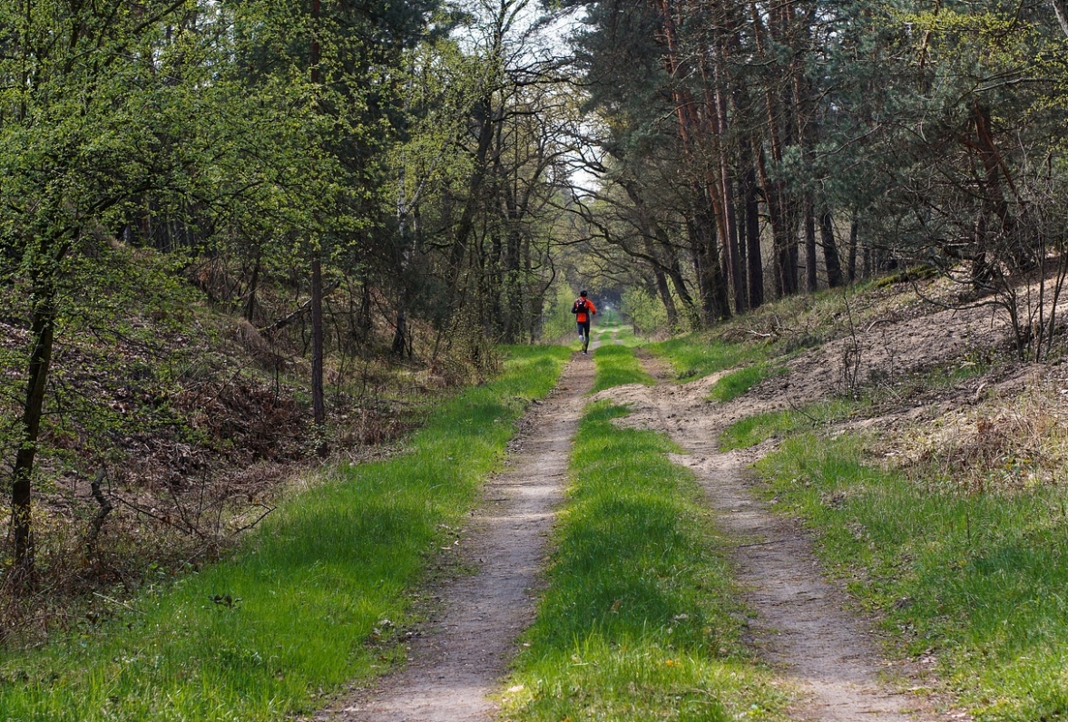 Ochrona przyrody na terenie Wrocławia: Las Pracki staje się użytkiem ekologicznym