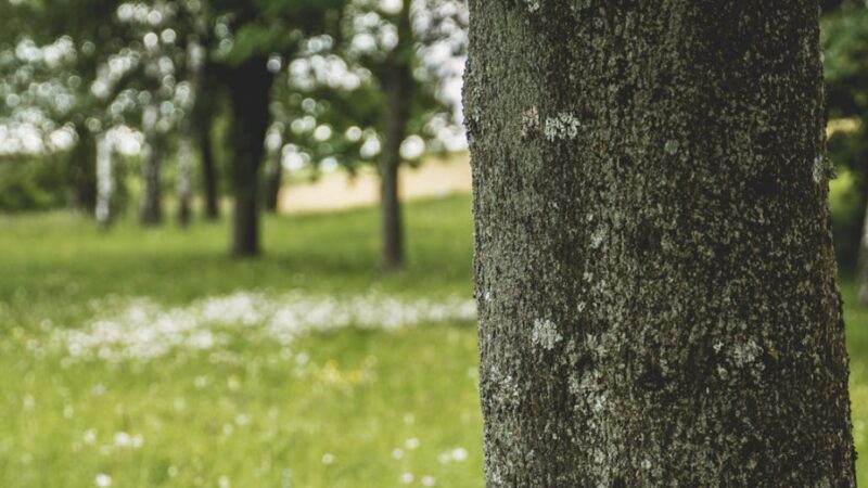 Odnowa Alei Wielkiej Wyspy w Wrocławiu: Tysiąc drzew i ekologiczne przestrzenie czekają na mieszkańców
