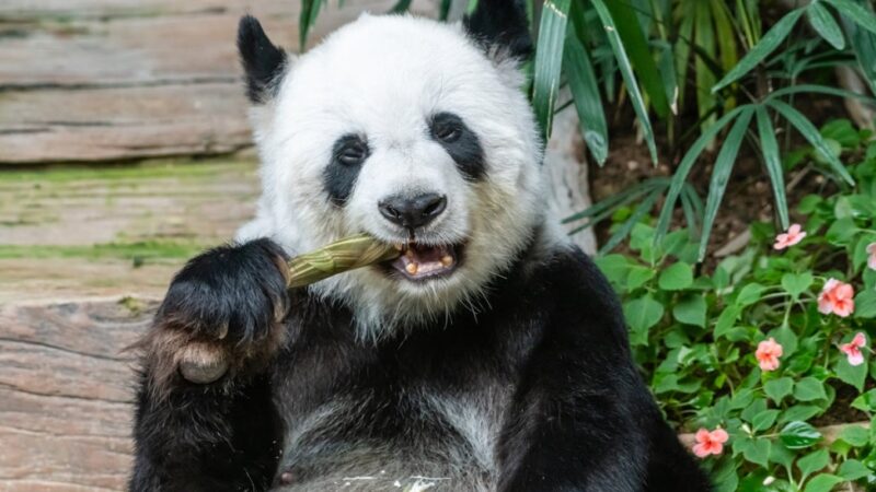 Nowa mieszkańka wrocławskiego zoo – mała panda ruda już czeka na odwiedzających