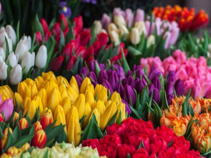 Wrocławski Ogród Botaniczny zaprasza na Festiwal Tulipanów i wyprzedaż roślin