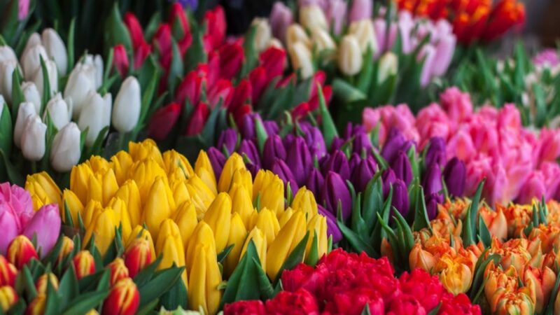 Wrocławski Ogród Botaniczny zaprasza na Festiwal Tulipanów i wyprzedaż roślin