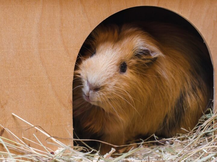 Chomiki europejskie w ZOO Wrocław: Nowe nadzieje dla krytycznie zagrożonego gatunku!