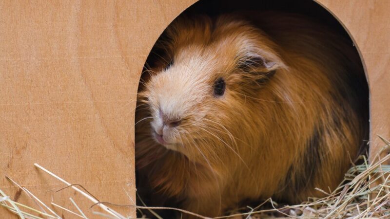 Chomiki europejskie w ZOO Wrocław: Nowe nadzieje dla krytycznie zagrożonego gatunku!